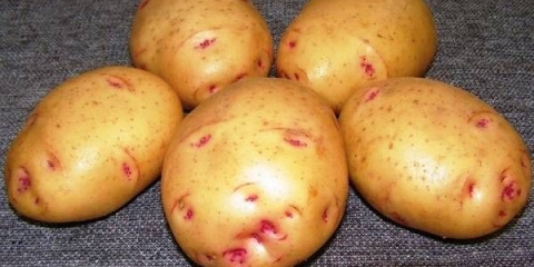 Potato baron